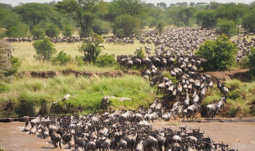 10 Fascinating Facts About Maasai Mara National Reserve.
