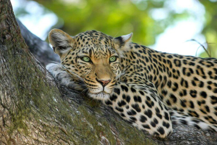 Discover Kenya 2024: Unforgettable Safari Experiences. 4 Discover Kenya 2024: Unforgettable Safari Experiences.