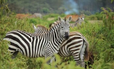 Mount longonot2 Kenya