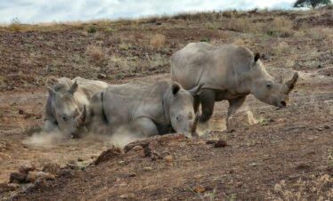 Nairobi national park rhino Kenya