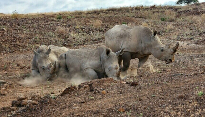 City-Side Safari: The Unique Beauty of Nairobi National Park 6 City-Side Safari: The Unique Beauty of Nairobi National Park