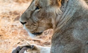 Wild elephants roaming the dry savanna of Samburu Reserve, Kenya