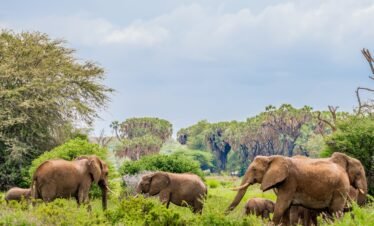 Samburu reserve2 Kenya