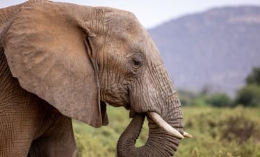 Wild elephants roaming the arid landscapes of Samburu National Reserve Kenya