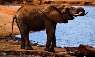 Wild elephants roaming the vast red dust plains of Tsavo National Park Kenya