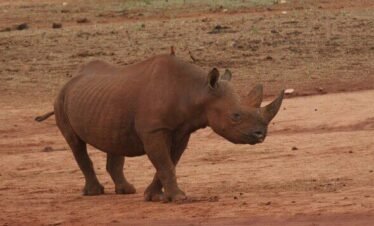 RemasterDirector 18da6b0cf Kenya