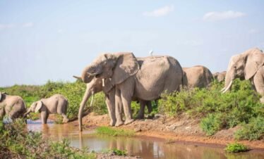 Amboseli elephant Kenya