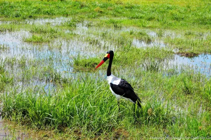 amboseli birds
