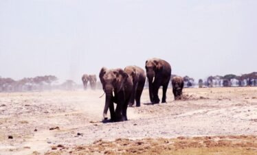 Elephants are going to their destination through the fields of the jungle Kenya