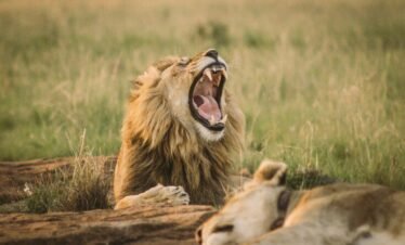 Big lion laying on the ground and yawning Kenya