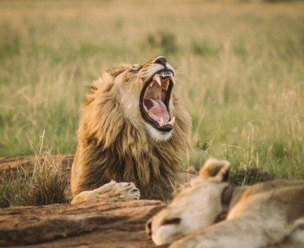 amboseli national park2