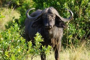 mara cape buffalo