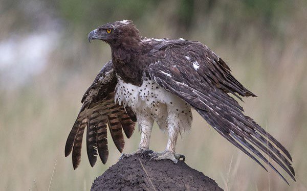 mara eagle bird