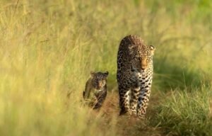 mara leopard