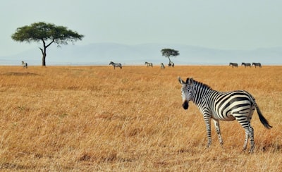 10 Must-See Wildlife Wonders on Your Kenya Safari 10 10 Must-See Wildlife Wonders on Your Kenya Safari