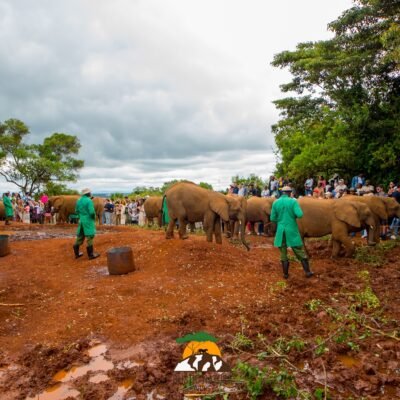 David Sheldrick Elephant Orphanage Kenya