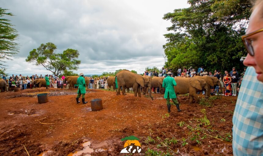The Heartwarming Stories of David Sheldrick’s Elephant Orphanage