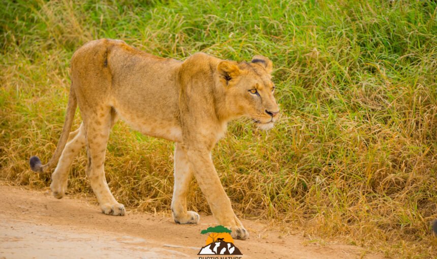 Kenya Safari: What to Expect 8 Kenya Safari: What to Expect