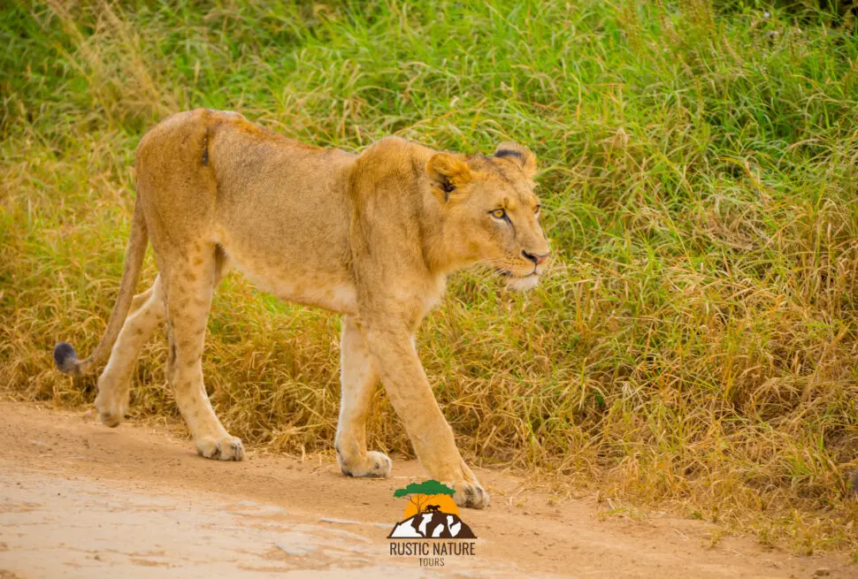 Rustic Nature Tours Kenya Safari 279