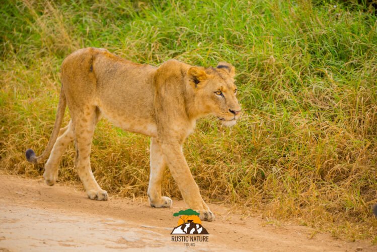 Kenya Safari: What to Expect 1 Rustic Nature Tours Kenya Safari 279 scaled