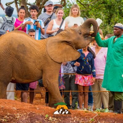 The David Sheldrick Elephant Orphanage2