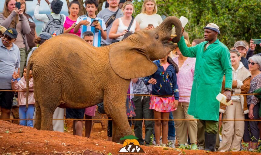 10 Compelling Reasons to Visit the Sheldrick Elephant Orphanage.