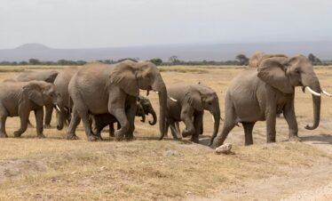 Amboseli herd Kenya