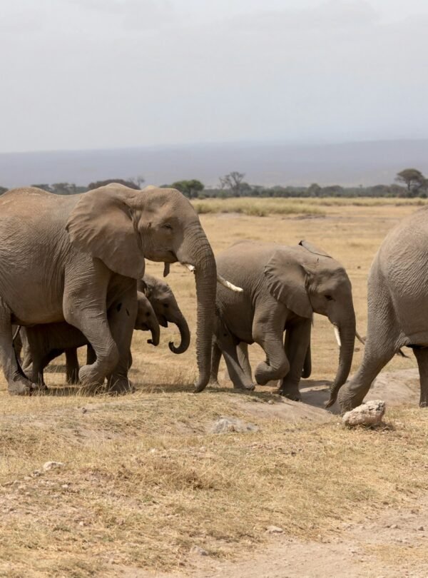 amboseli herd