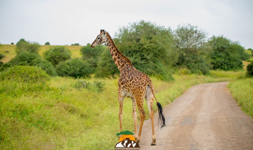 The Top 10 Must-See Destinations on Your Private Kenya Safari Tour