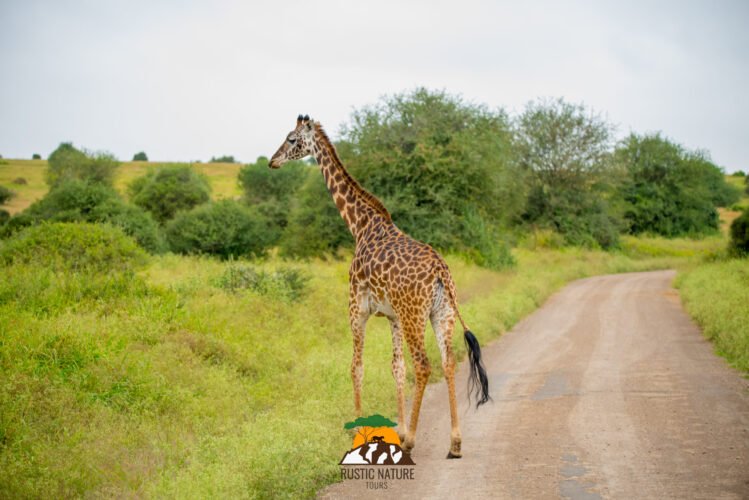 The Top 10 Must-See Destinations on Your Private Kenya Safari Tour 1 giraffe national park scaled