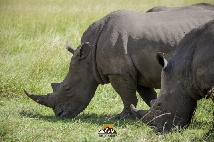 Rustic Nature Tours Kenya Safari 34