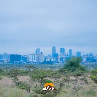 Rustic Nature Tours Kenya Safari (37)