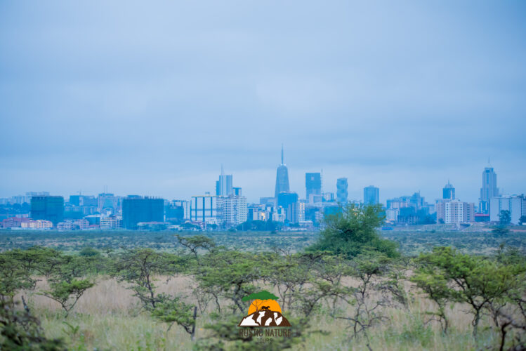 Karibu Safari: The Hidden Gem of Kenya's Wildlife Tours 6 Karibu Safari: The Hidden Gem of Kenya’s Wildlife Tours