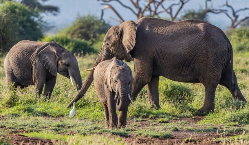Amboseli National Park: What to Expect