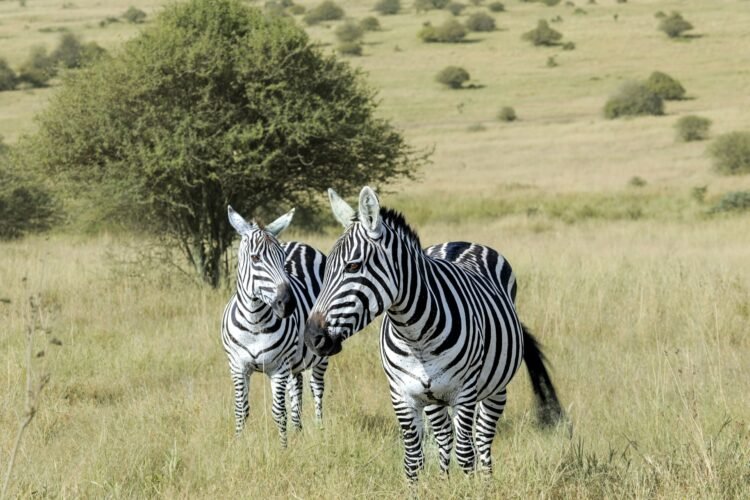 zebra nairobi park