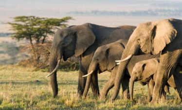African Elephants on the Masai Mara, Kenya, Africa