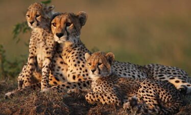 Mother cheetah with two 2 month old cubs on a termite mound in the Masai Mara Kenya