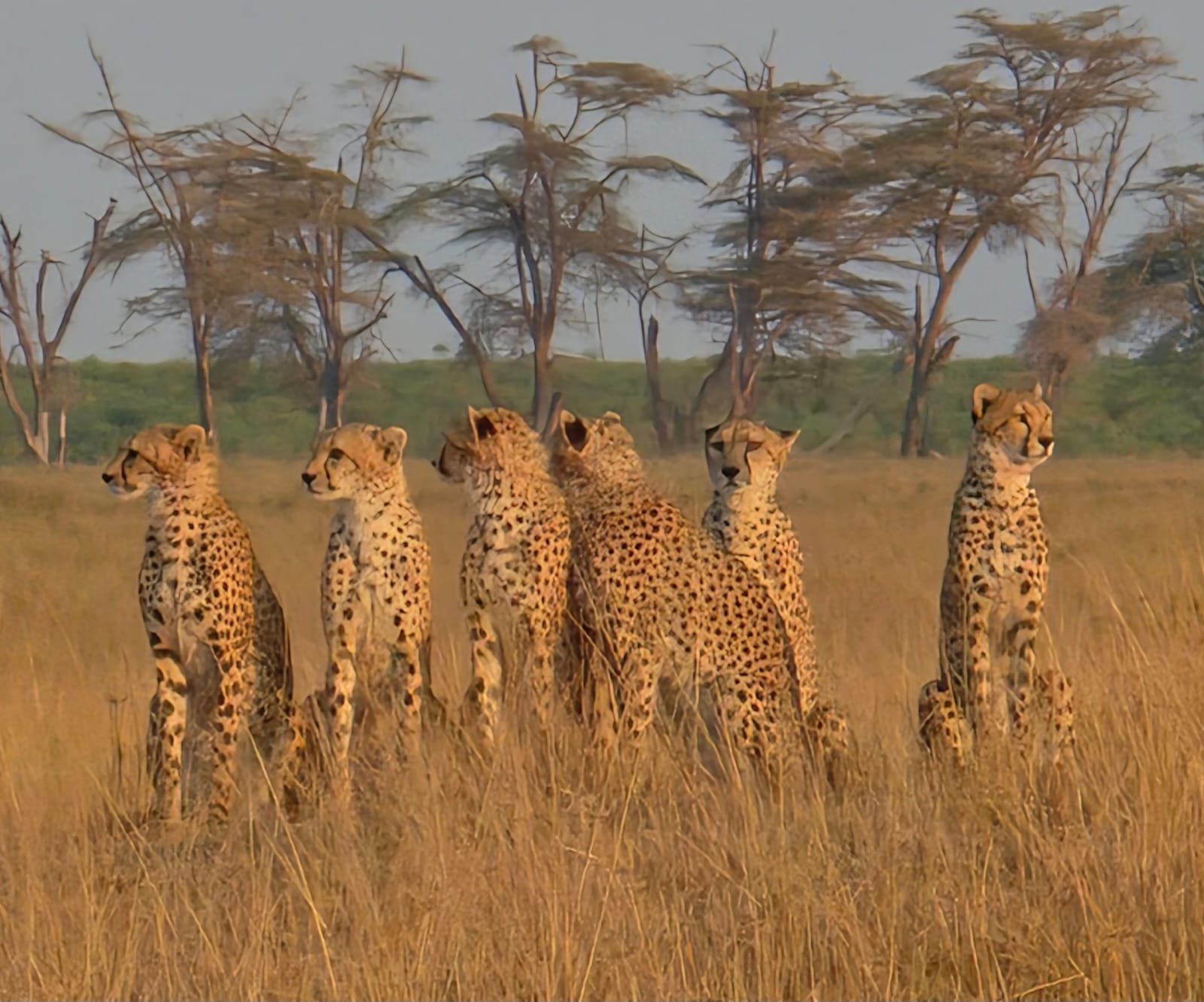 Rustic Safari 2