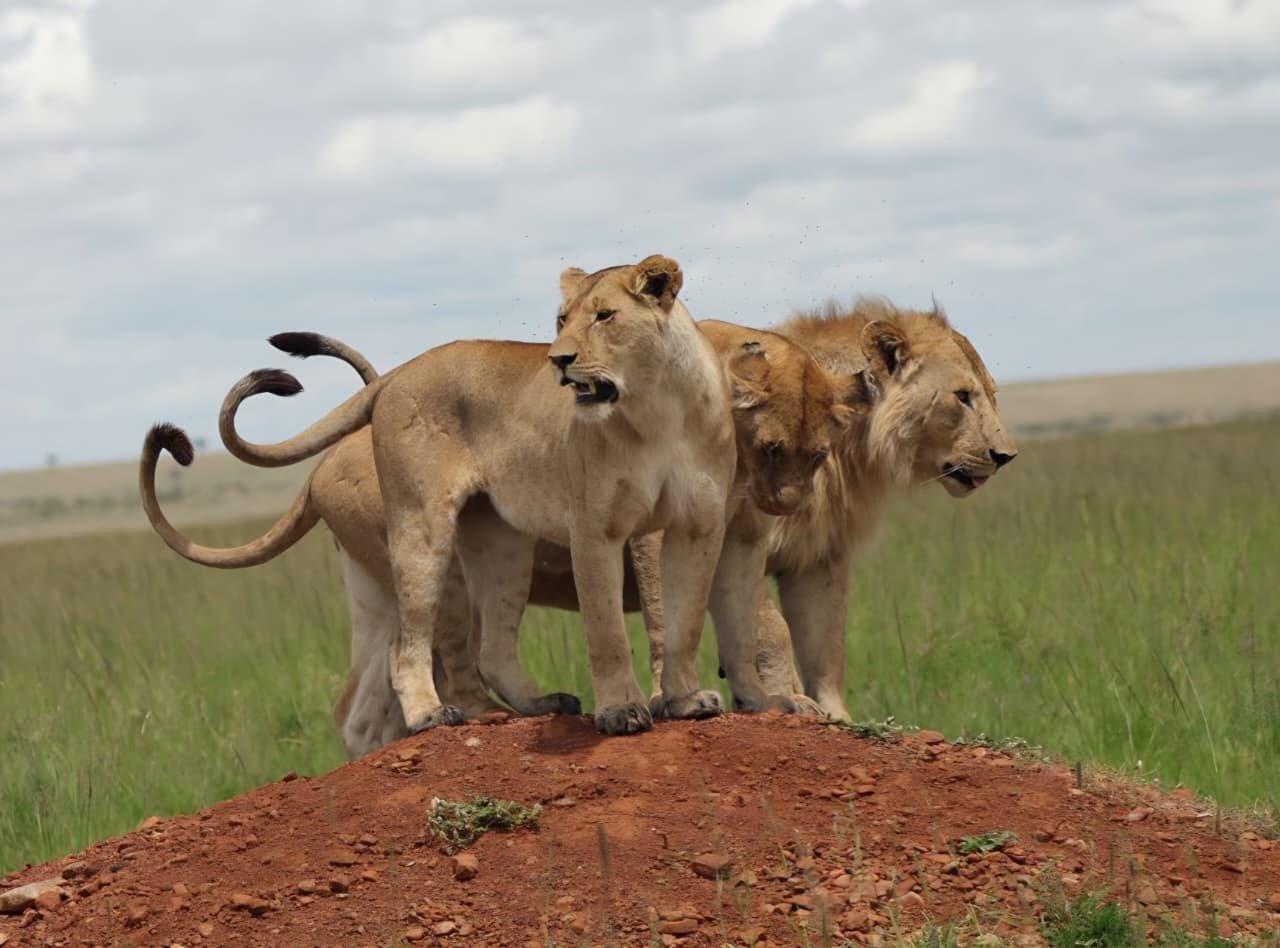 Rustic Safari 6