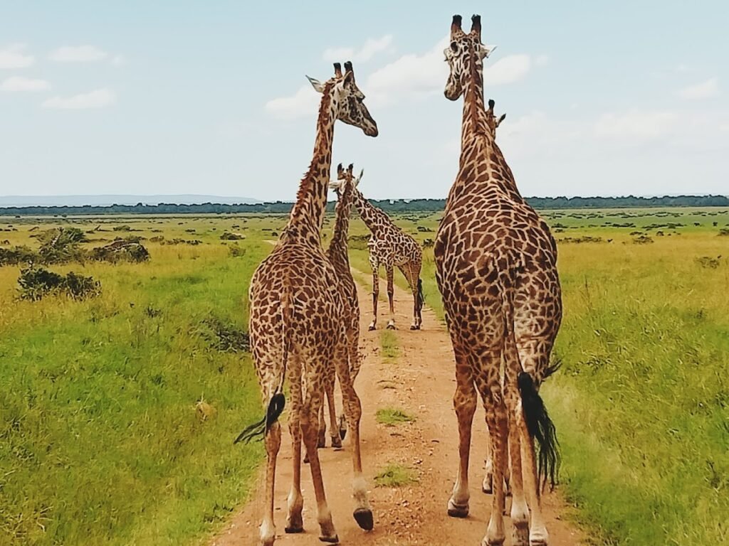 Lodge gallery image 6