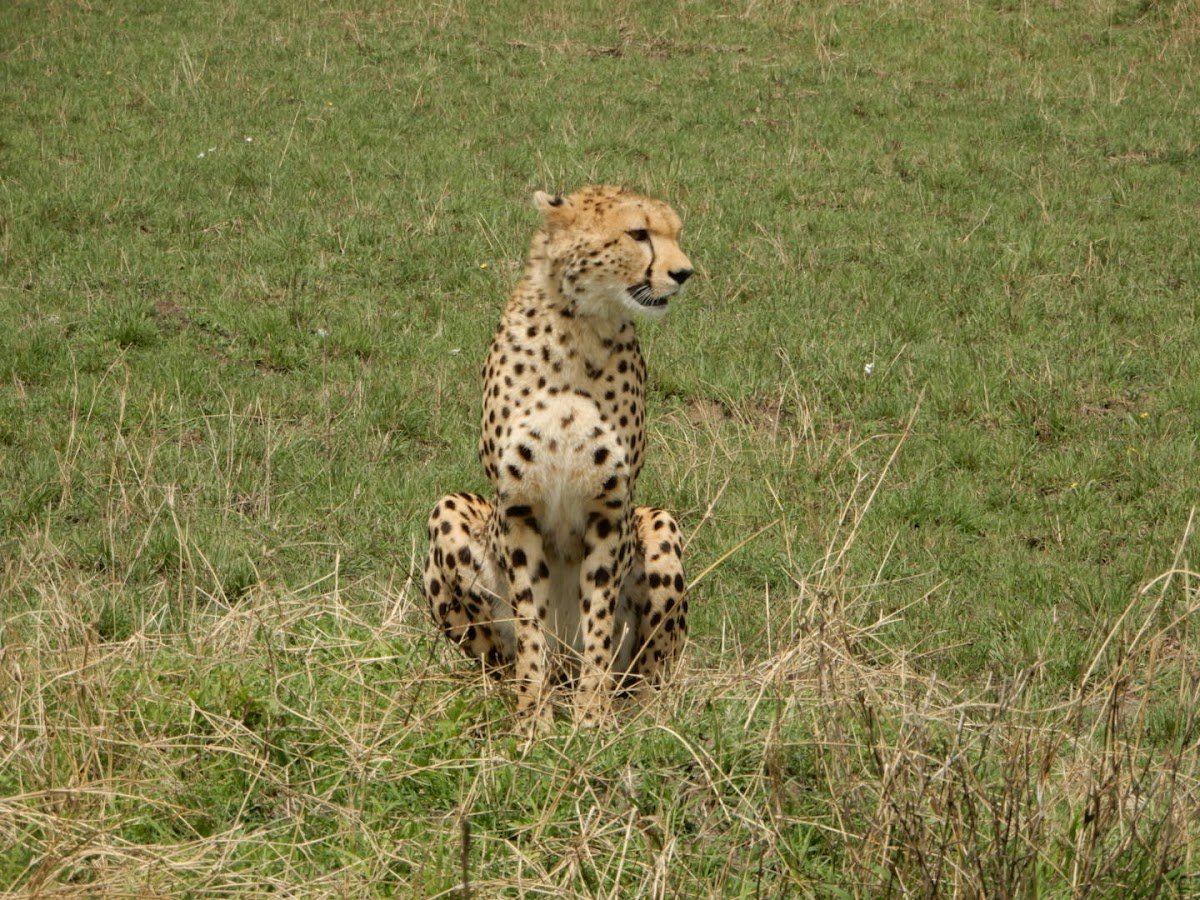 Kenya Safari Destinations 1 Semadep Mara Camp 4