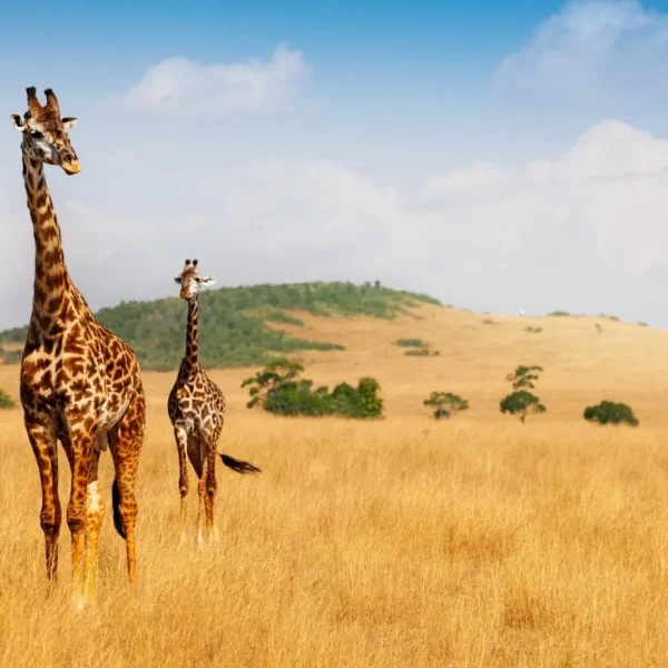 masai mara migration calendar month by month