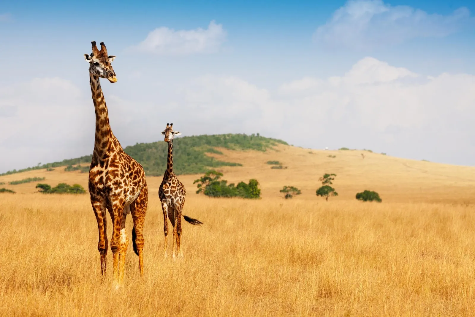 masai mara migration calendar month by month