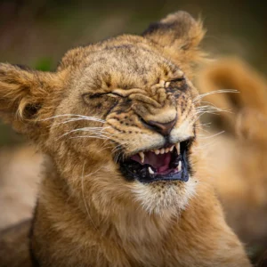 kenya safari packing list what to bring