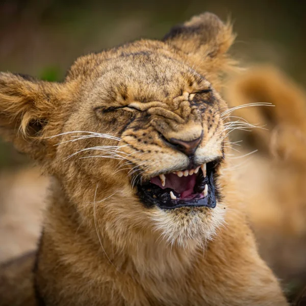 kenya safari packing list what to bring