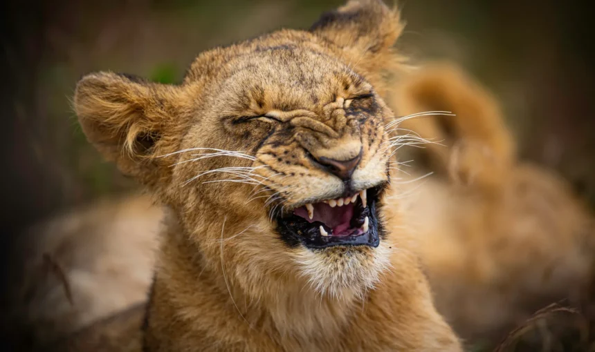 kenya safari packing list what to bring