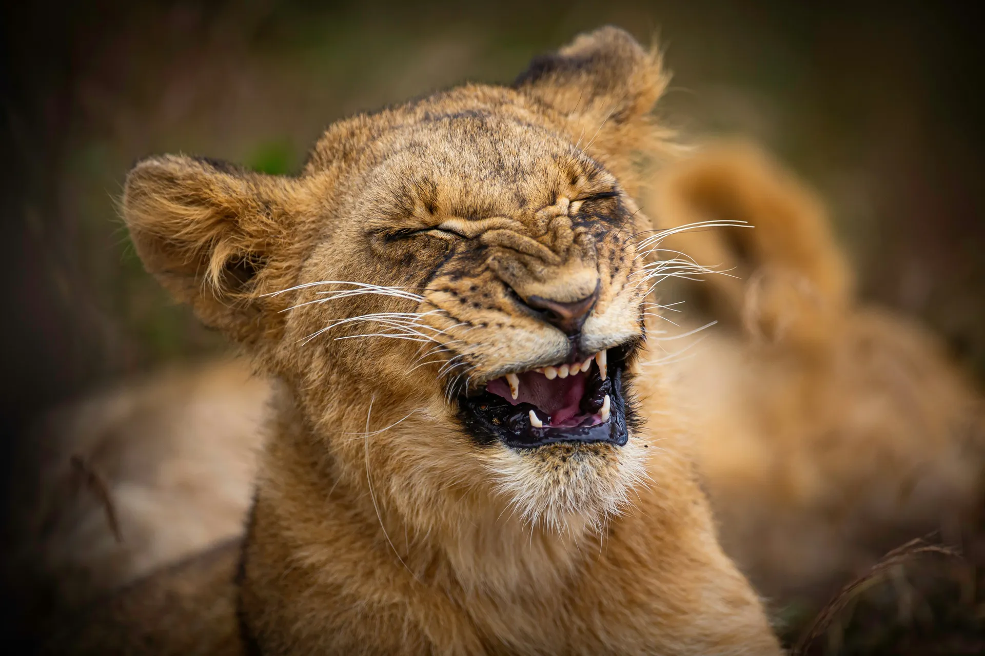 kenya safari packing list what to bring