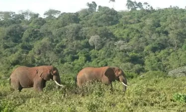 Aberdare National Park 02 Kenya