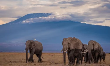 Amboseli National Park 02 Kenya