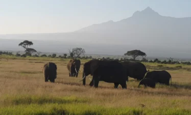 Amboseli National Park 08 Kenya